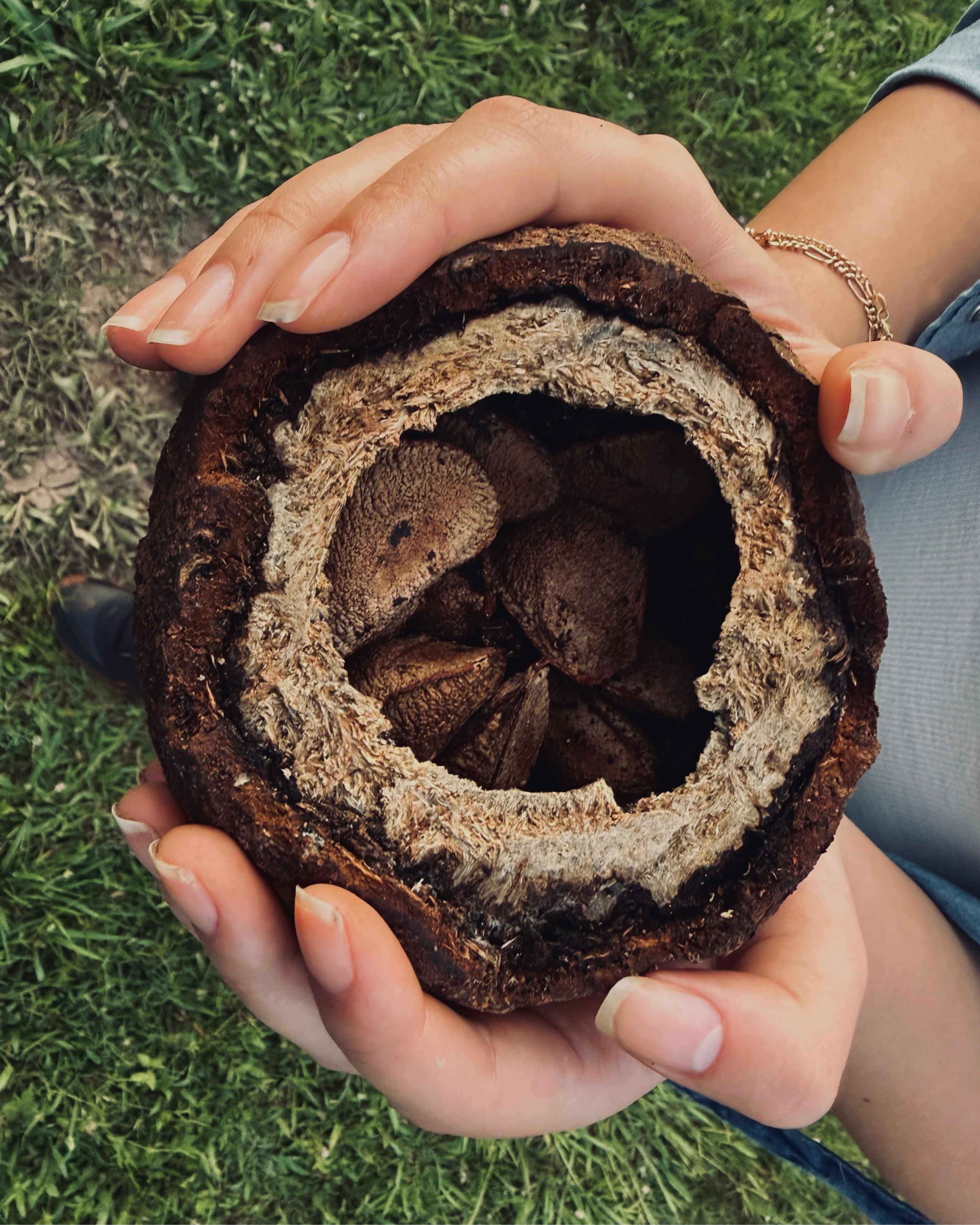 Selva amazónica boliviana