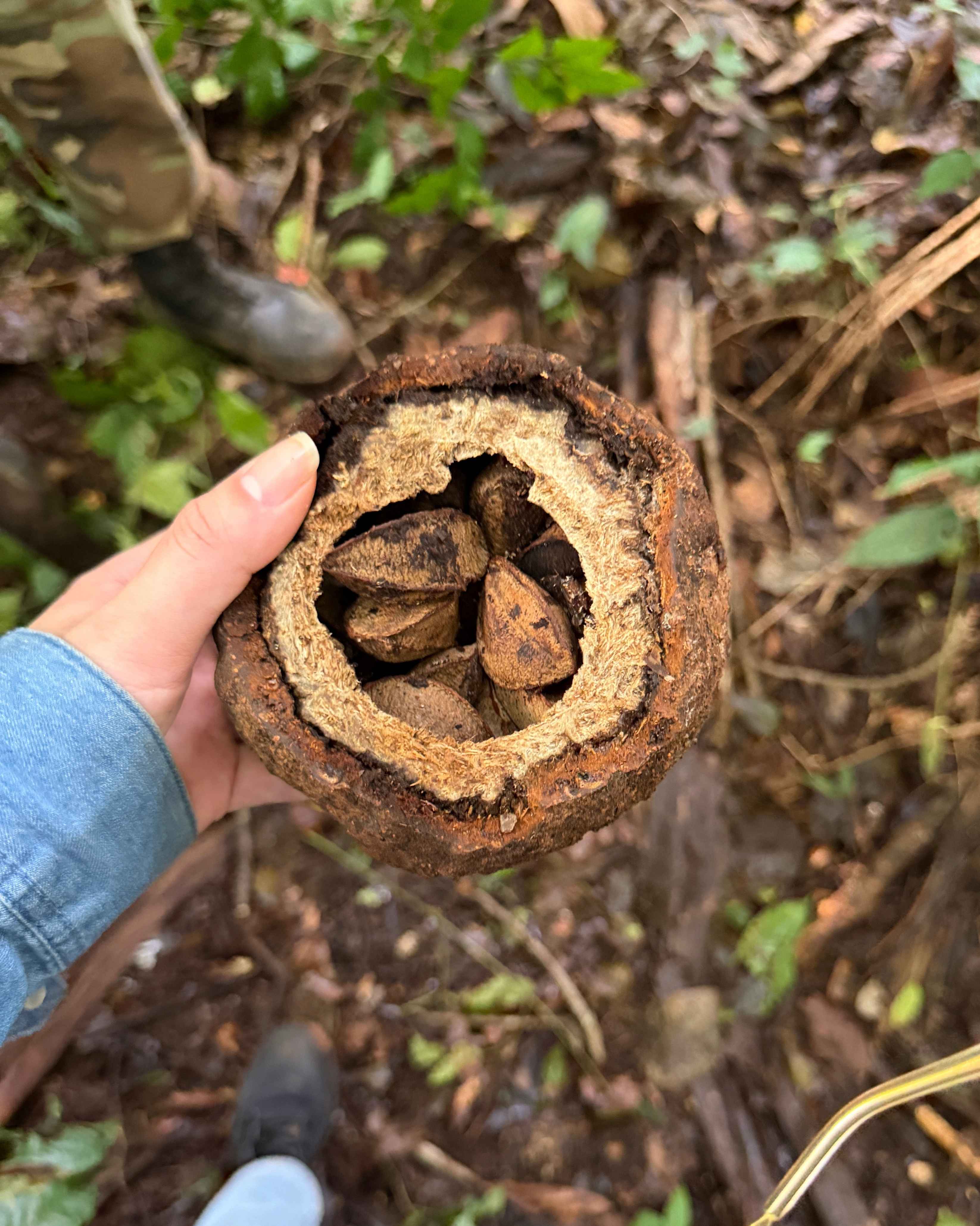 Almendra amazónica (Bertholletia excelsa)